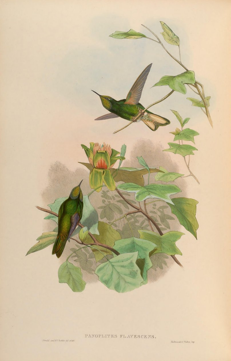 Panoplites flavescens = Boissonneaua flavescens autorstwa John Gould