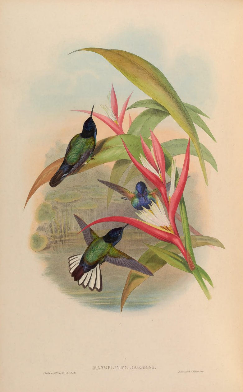 Panoplity ogrodowe = Boissonneaua jardini autorstwa John Gould