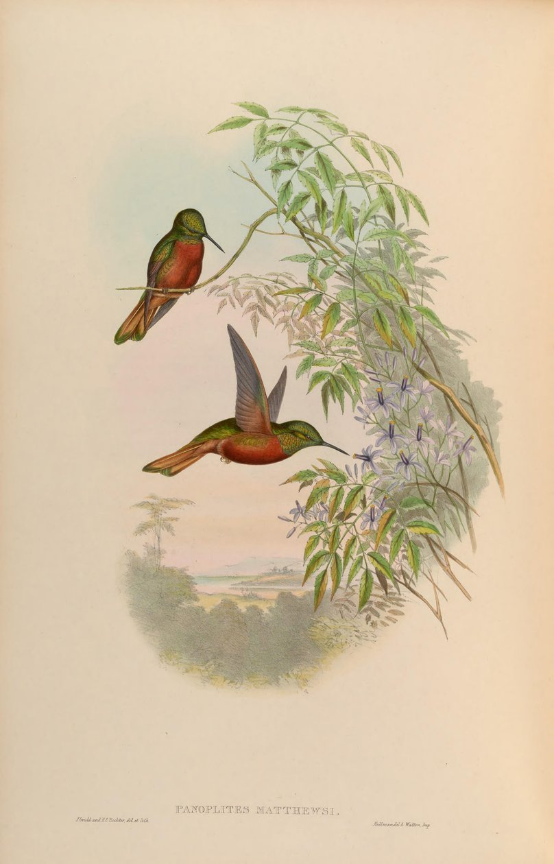 Panoplites matthewsii = Boissonneaua matthewsii autorstwa John Gould