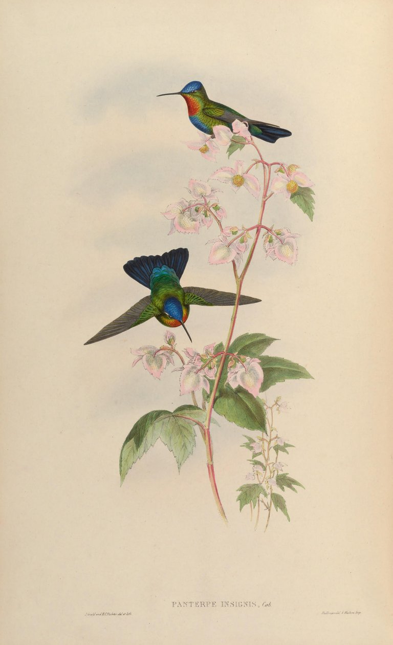Panterpe autorstwa John Gould