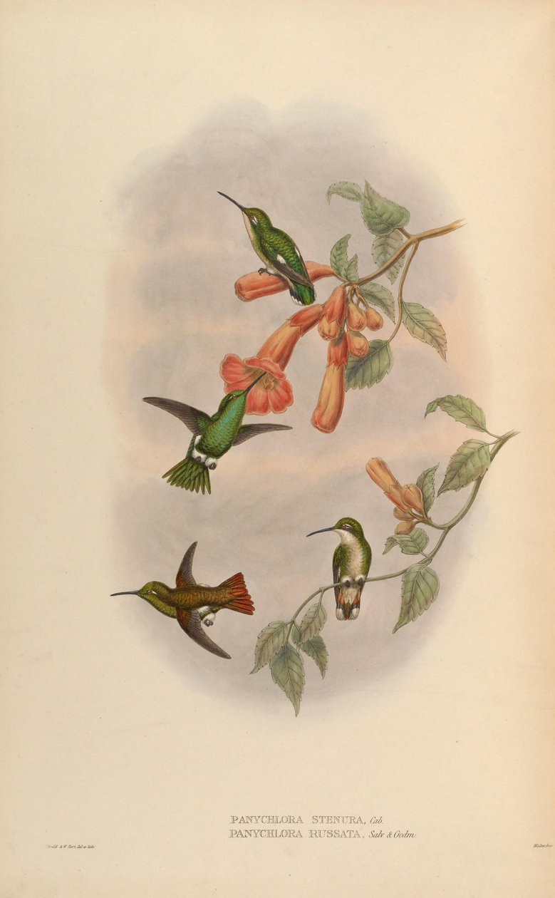 Panychlora russata = Chlorostilbon russatus Panychlora stenura = Chlorostilbon stenurus [2] autorstwa John Gould