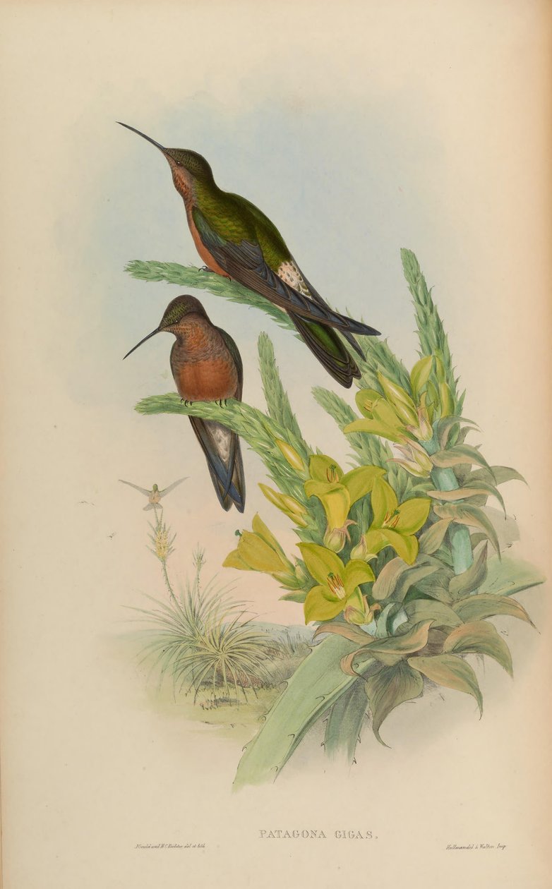 Patagona gigas autorstwa John Gould