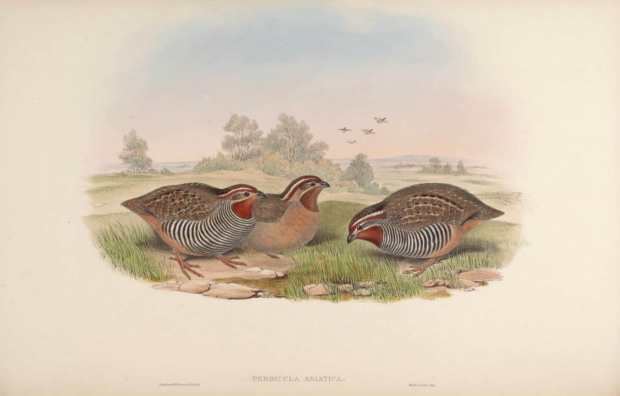 Kuropatwa azjatycka autorstwa John Gould