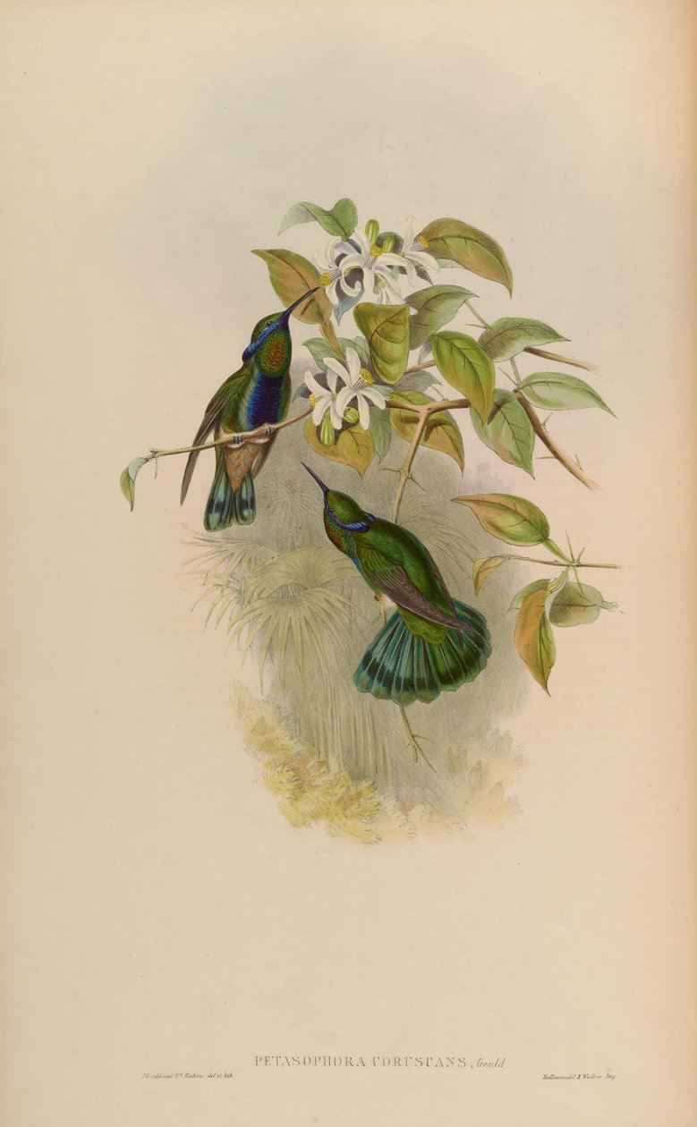 Miganie Petasophora = Miganie Colibri autorstwa John Gould