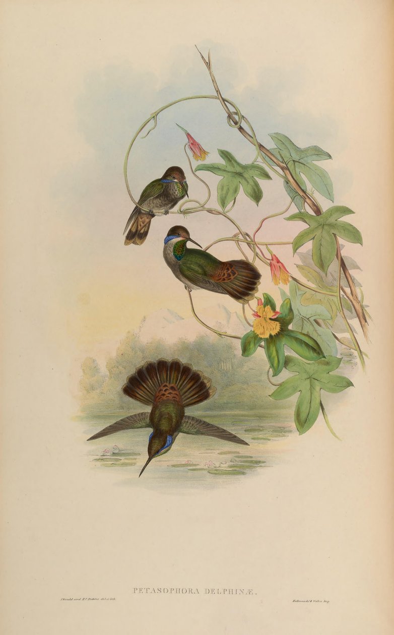 Petasophora delphinae = Colibri delphinae autorstwa John Gould