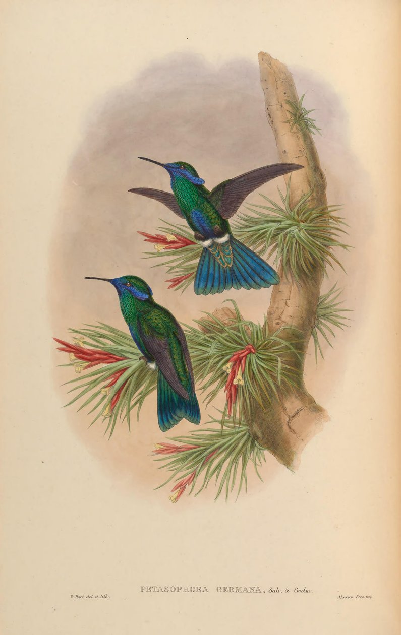 Petasophora germana = Colibri migający german autorstwa John Gould