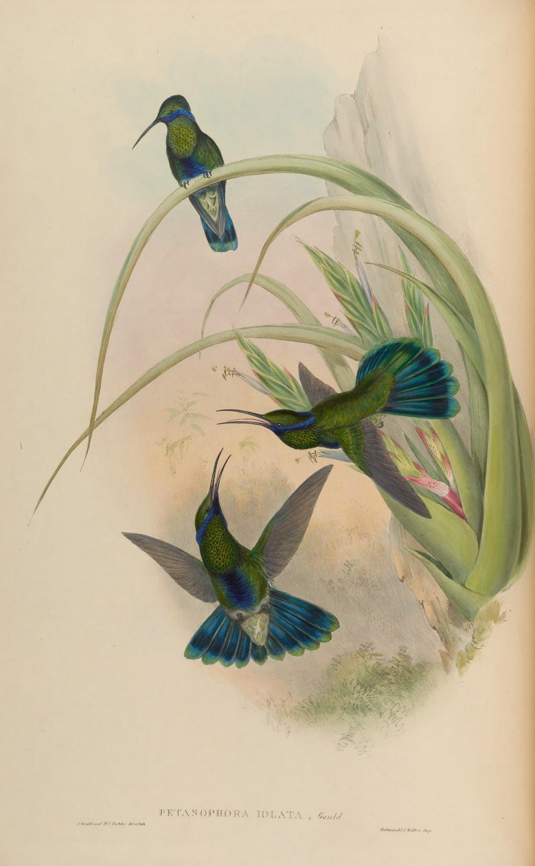 Petasophora iolata = miganie Colibri autorstwa John Gould