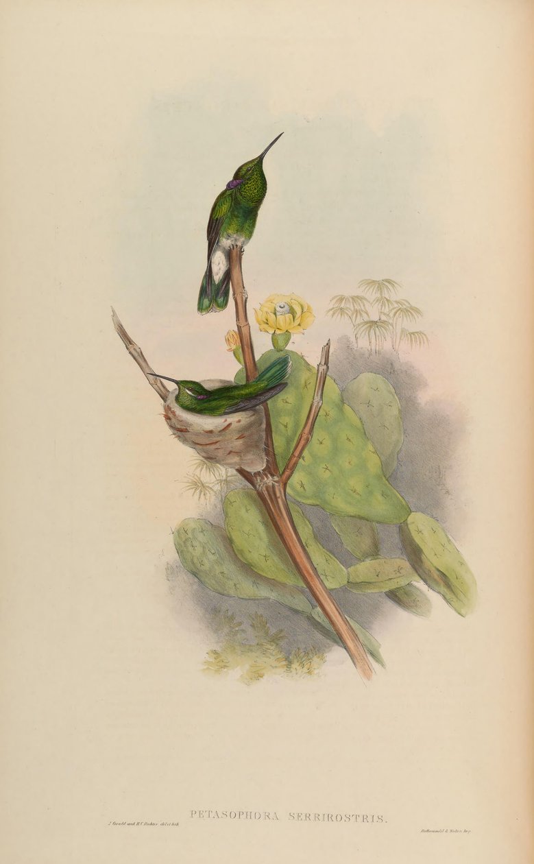 Petasophora serrirostris = Colibri serrirostris autorstwa John Gould