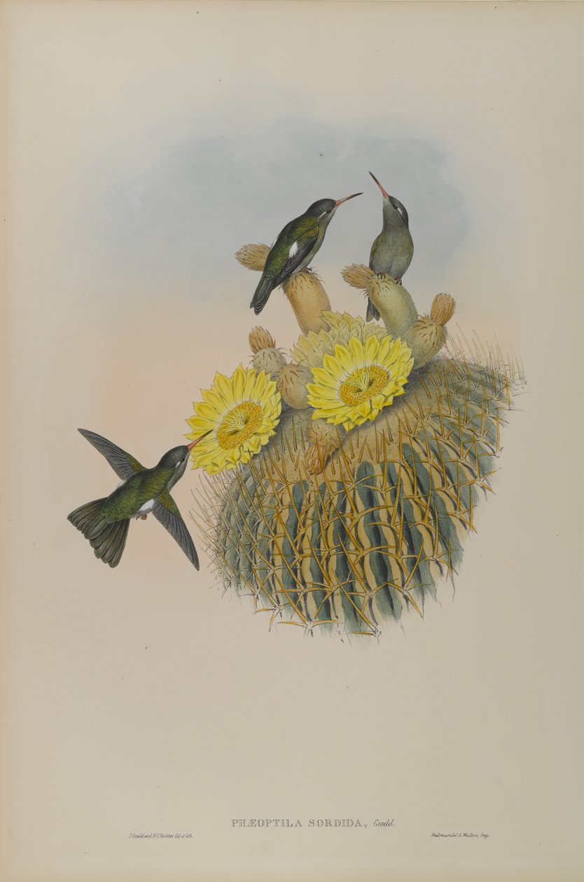 Phaeoptila Sordida: Dusky autorstwa John Gould