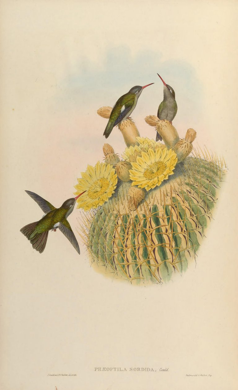Phaeoptila sordidus = Cynanthus sordidus autorstwa John Gould