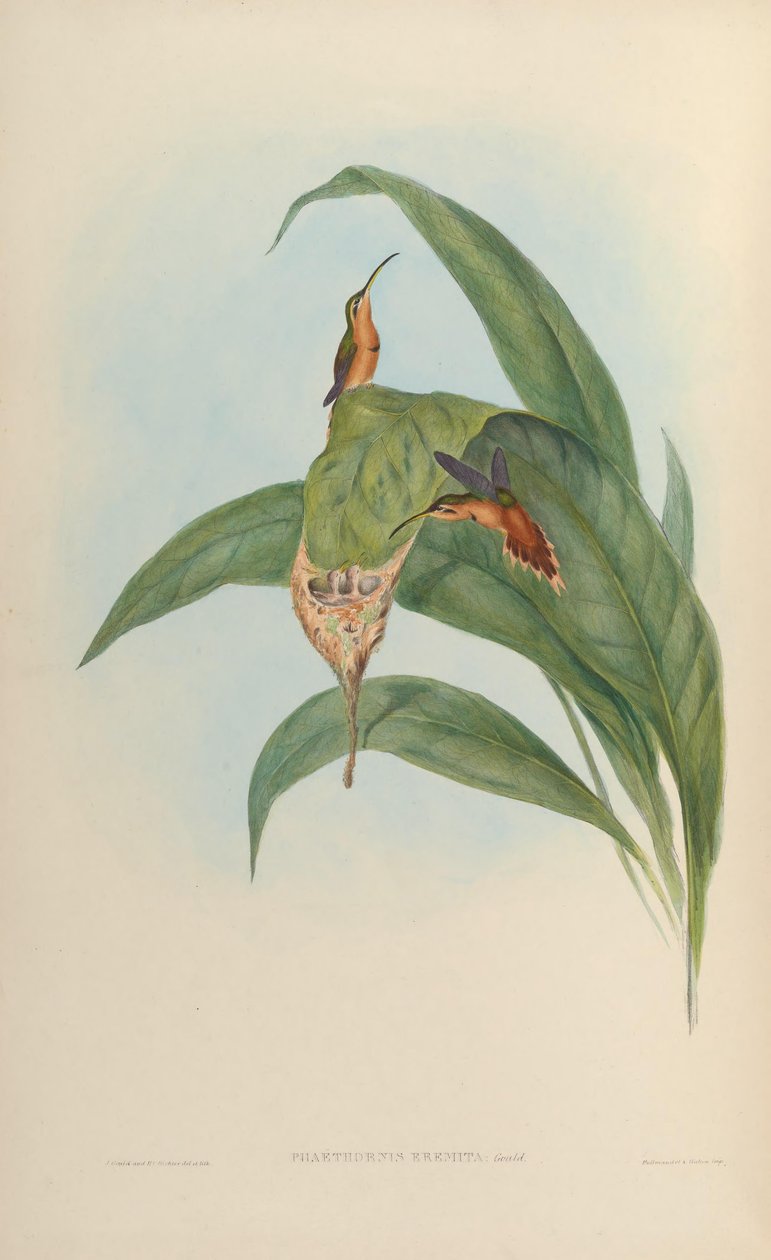 Phaethornis eremita = Phaethornis ruber ruber autorstwa John Gould