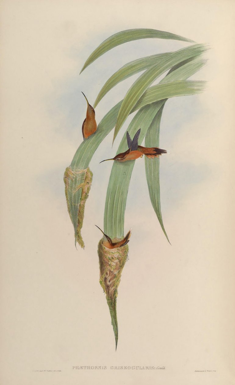 Phaethornis griseogularis autorstwa John Gould