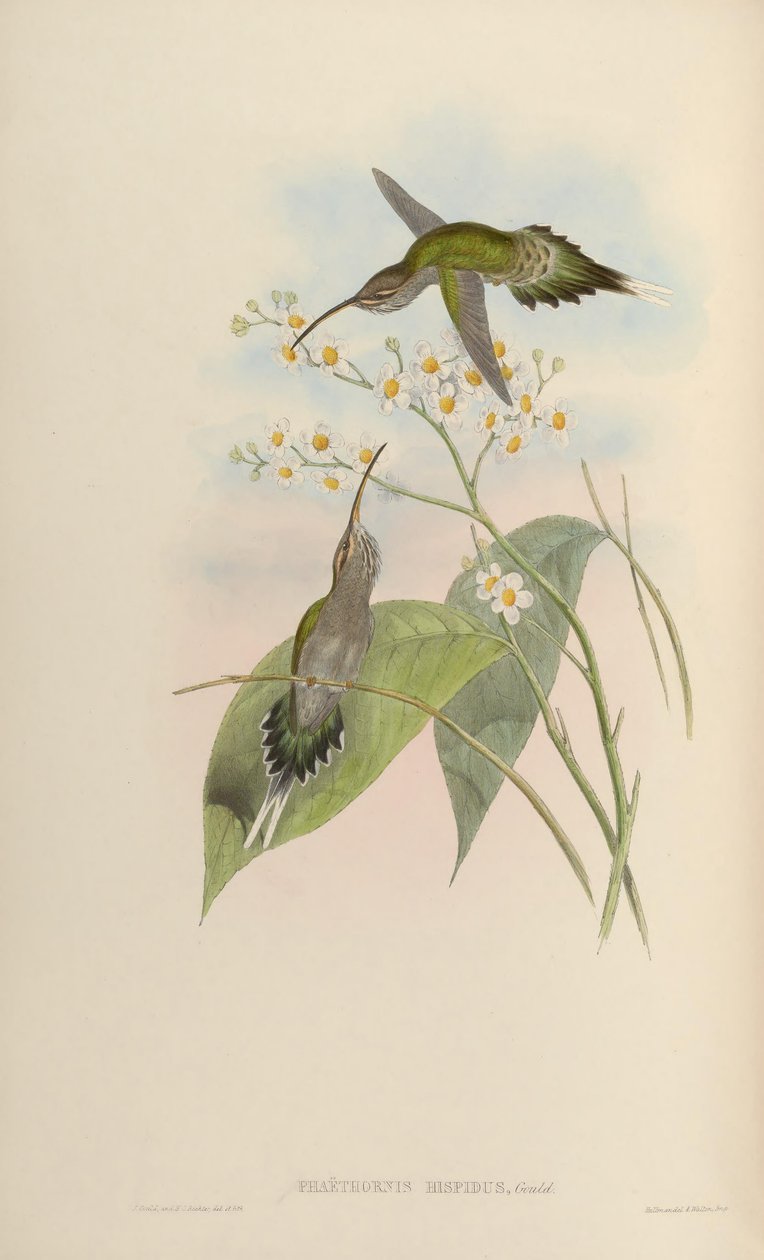 Phaehornis hispidus autorstwa John Gould