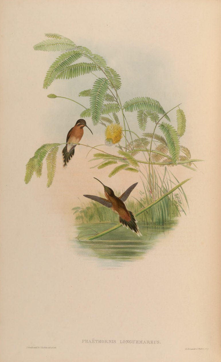 Phaethornis longuemareus autorstwa John Gould