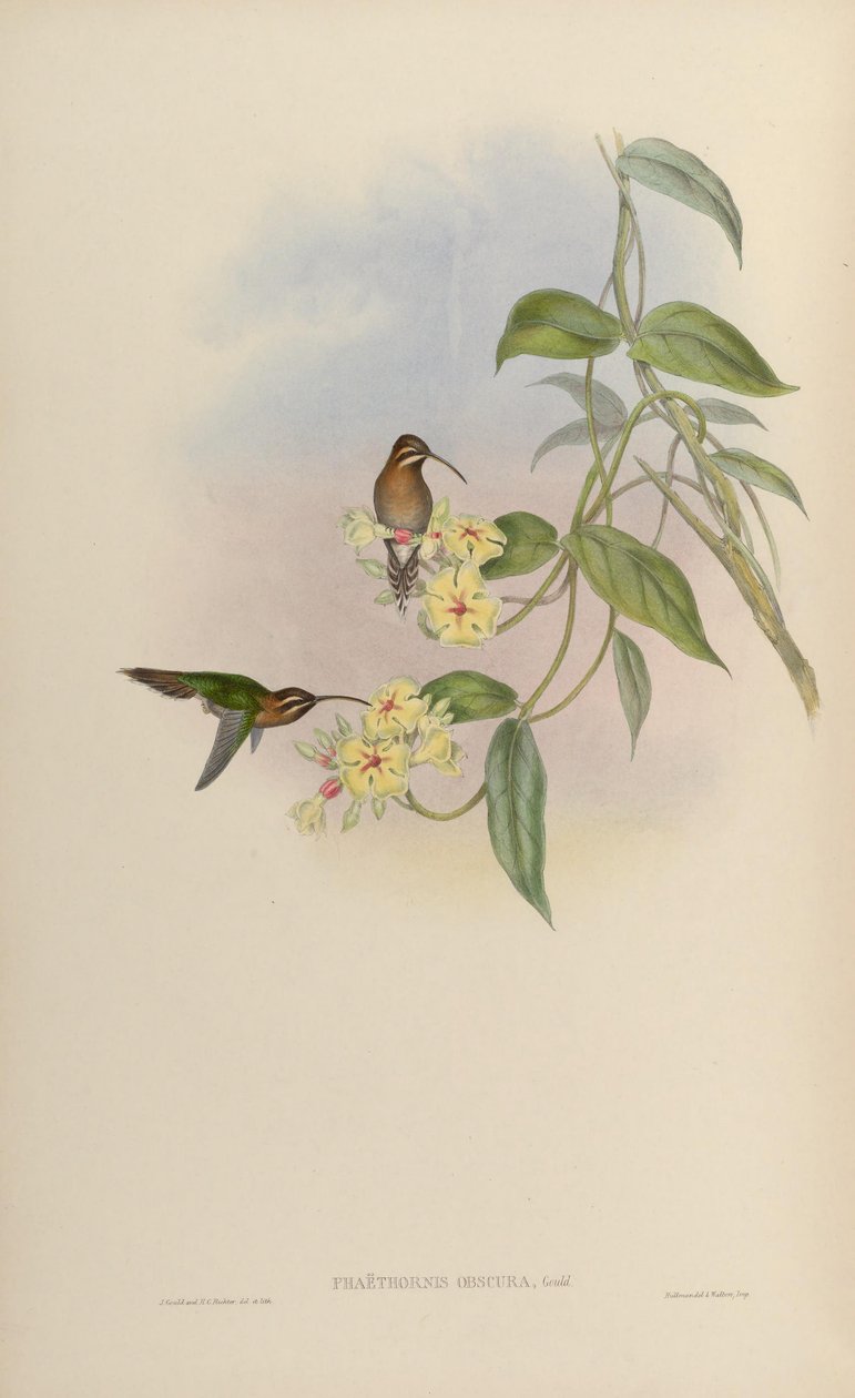 Phaethornis obscura = Phaethornis idaliae autorstwa John Gould