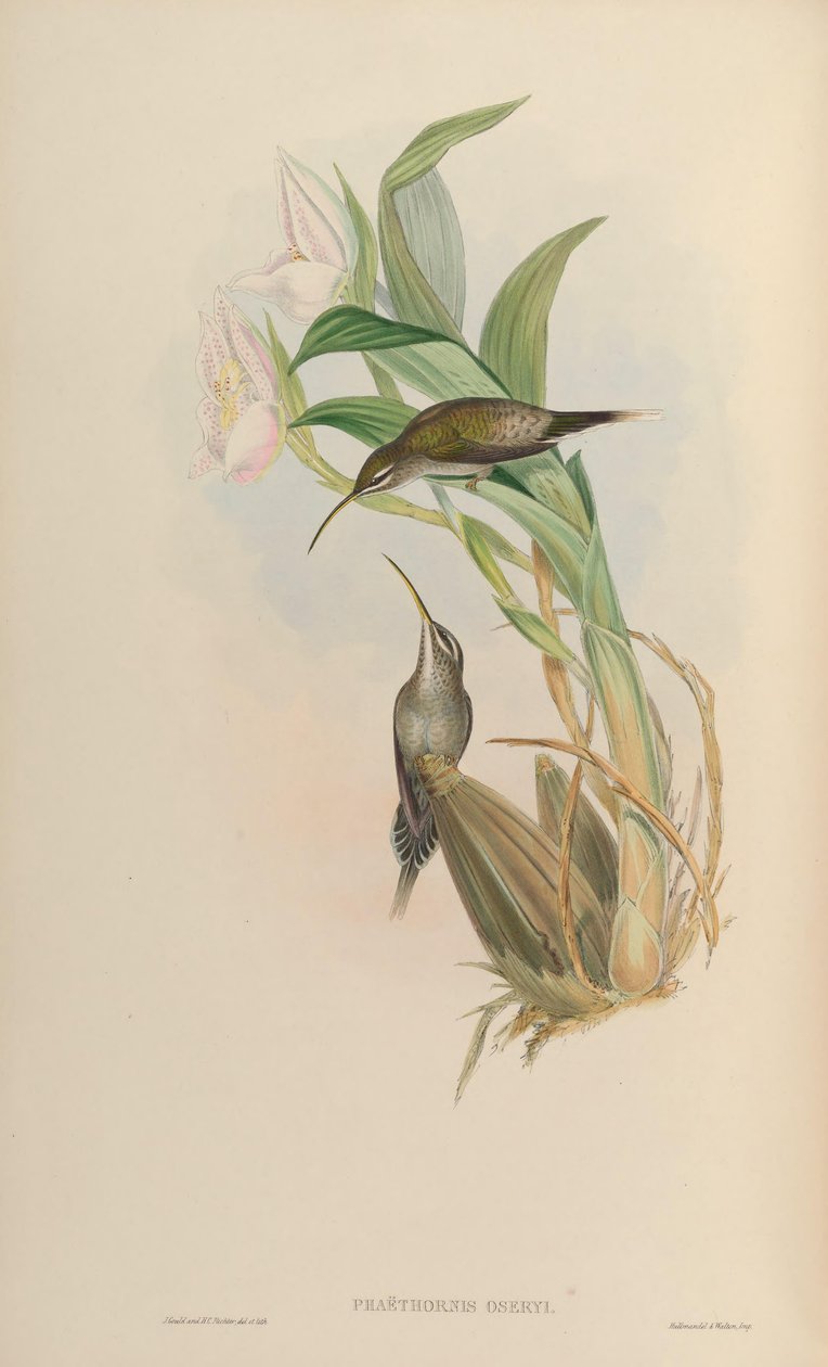 Phaethornis oseryi = Phaethornis hispidus autorstwa John Gould