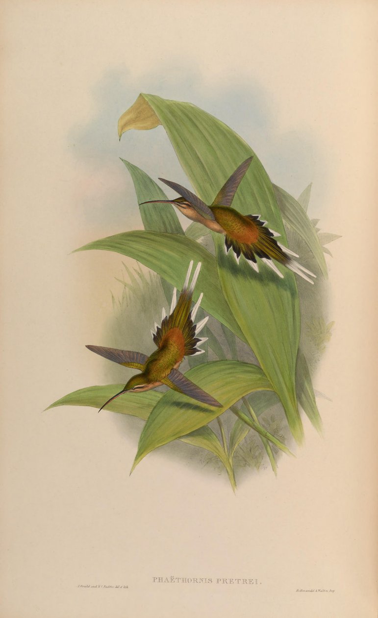 Phaethornis pretrei autorstwa John Gould
