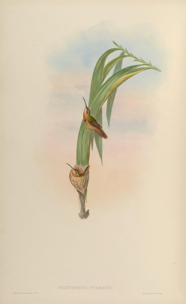 Phaethornis pygmaeus = Phaethornis ruber ruber autorstwa John Gould