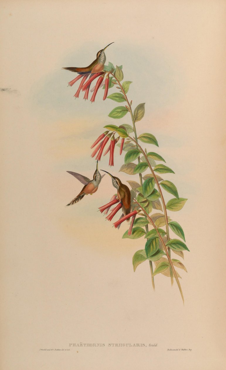 Phaethornis striigularis autorstwa John Gould