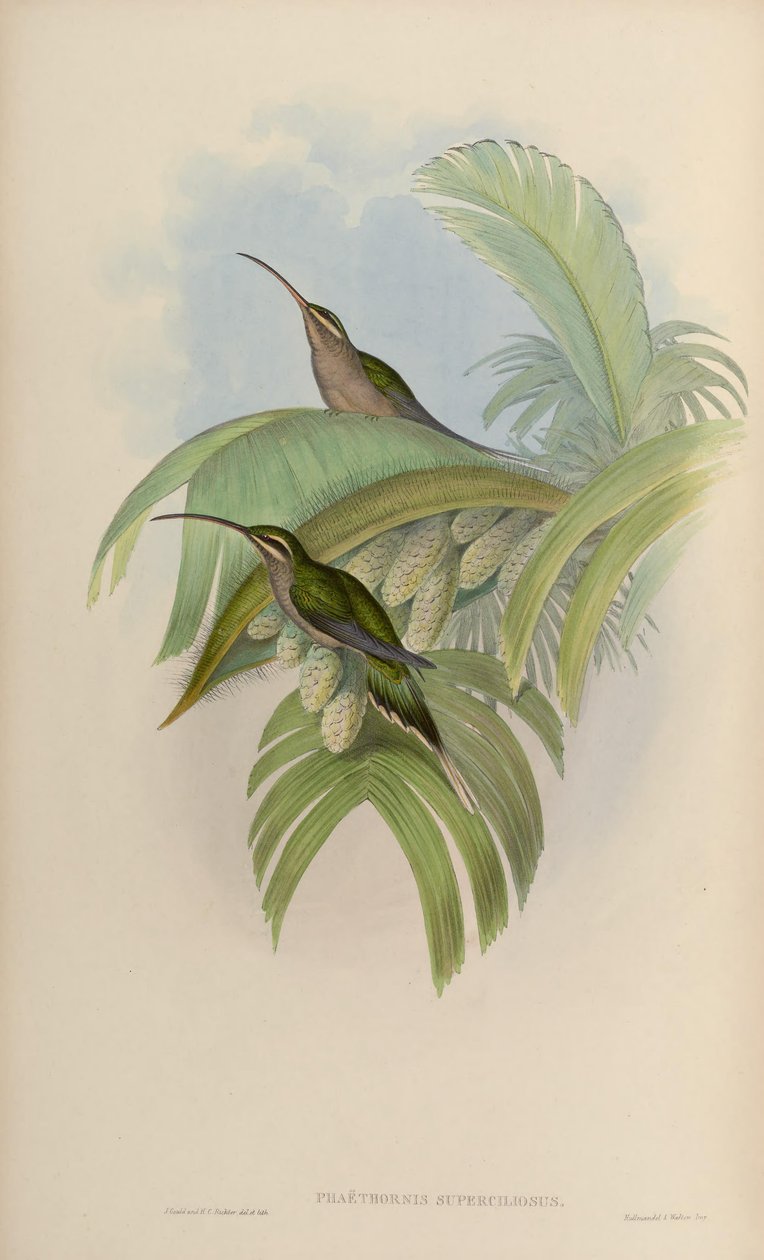 Phaethornis superciliosus autorstwa John Gould