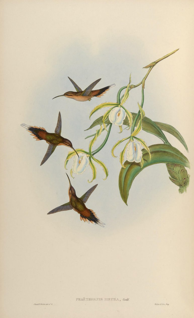 Phaethornis zonura = Phaethornis griseogularis zonura autorstwa John Gould