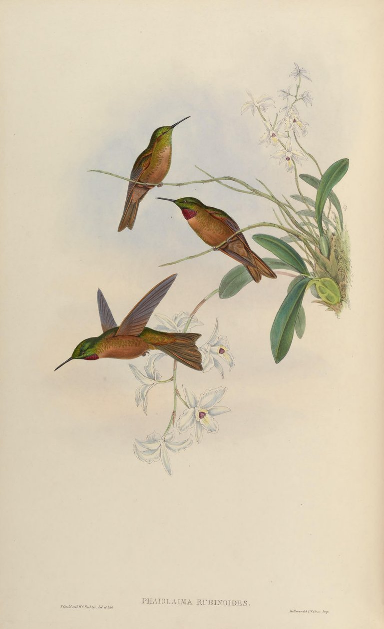 Phaiolaema rubinoides = Heliodoxa rubinoides autorstwa John Gould