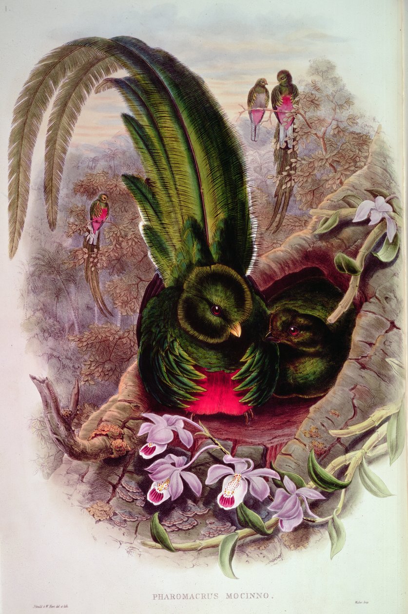 Pharomachrus Mocinno, rycina T. Walter autorstwa John Gould