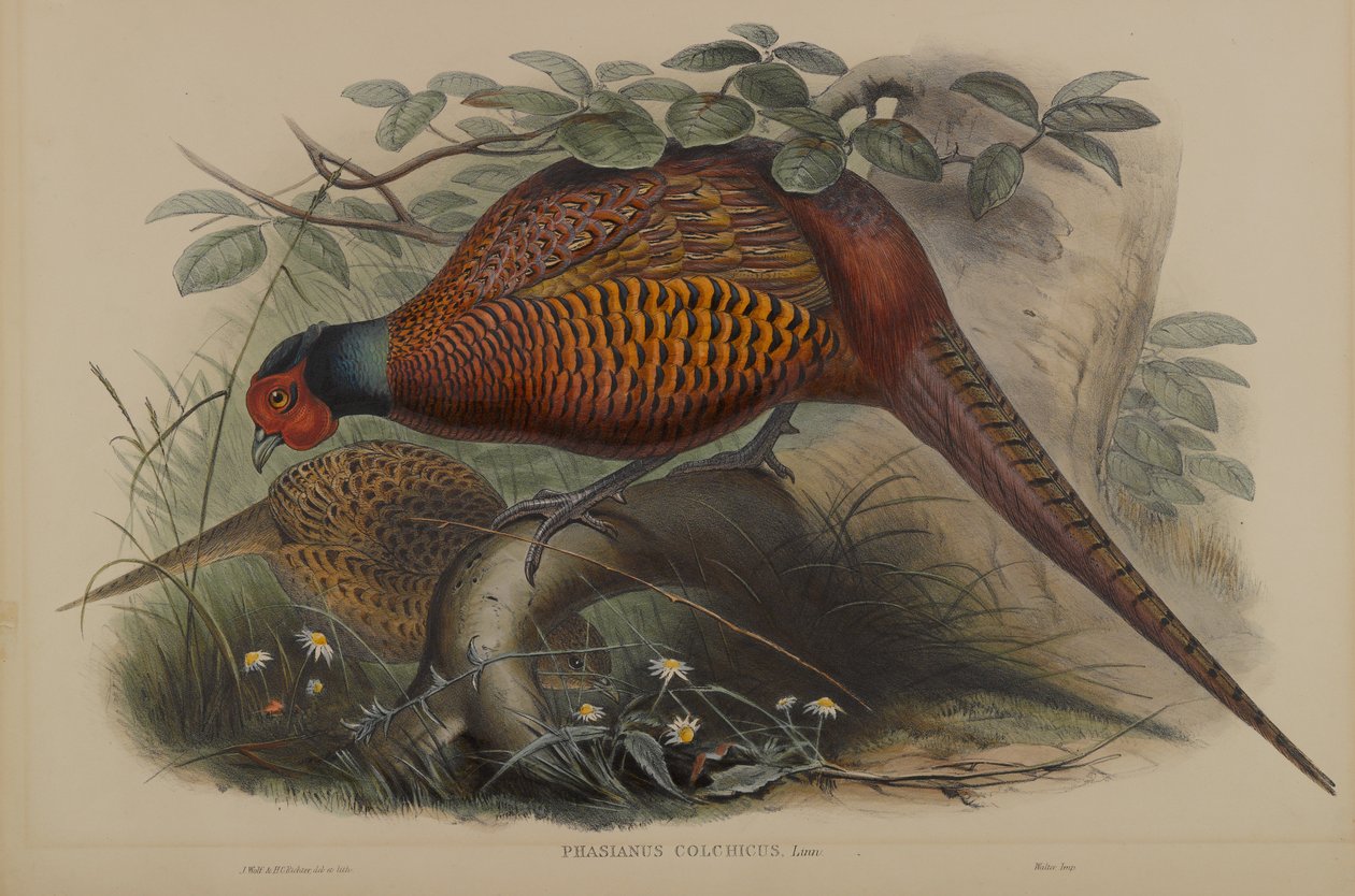 Phasianus Colchicus: Bażant zwyczajny autorstwa John Gould