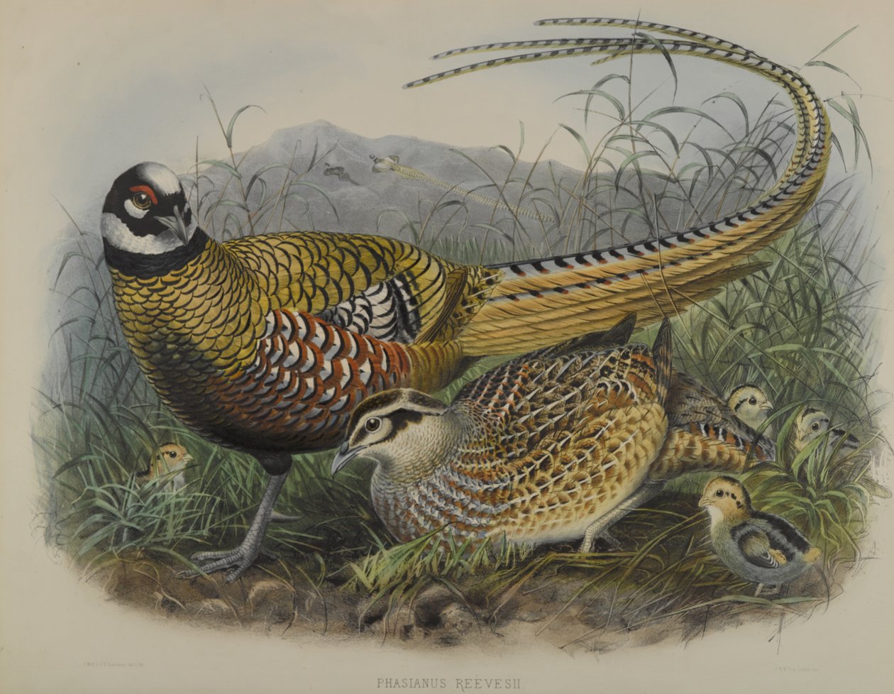 Phasianus Reevesii: Reeves Bażant autorstwa Joseph Smit