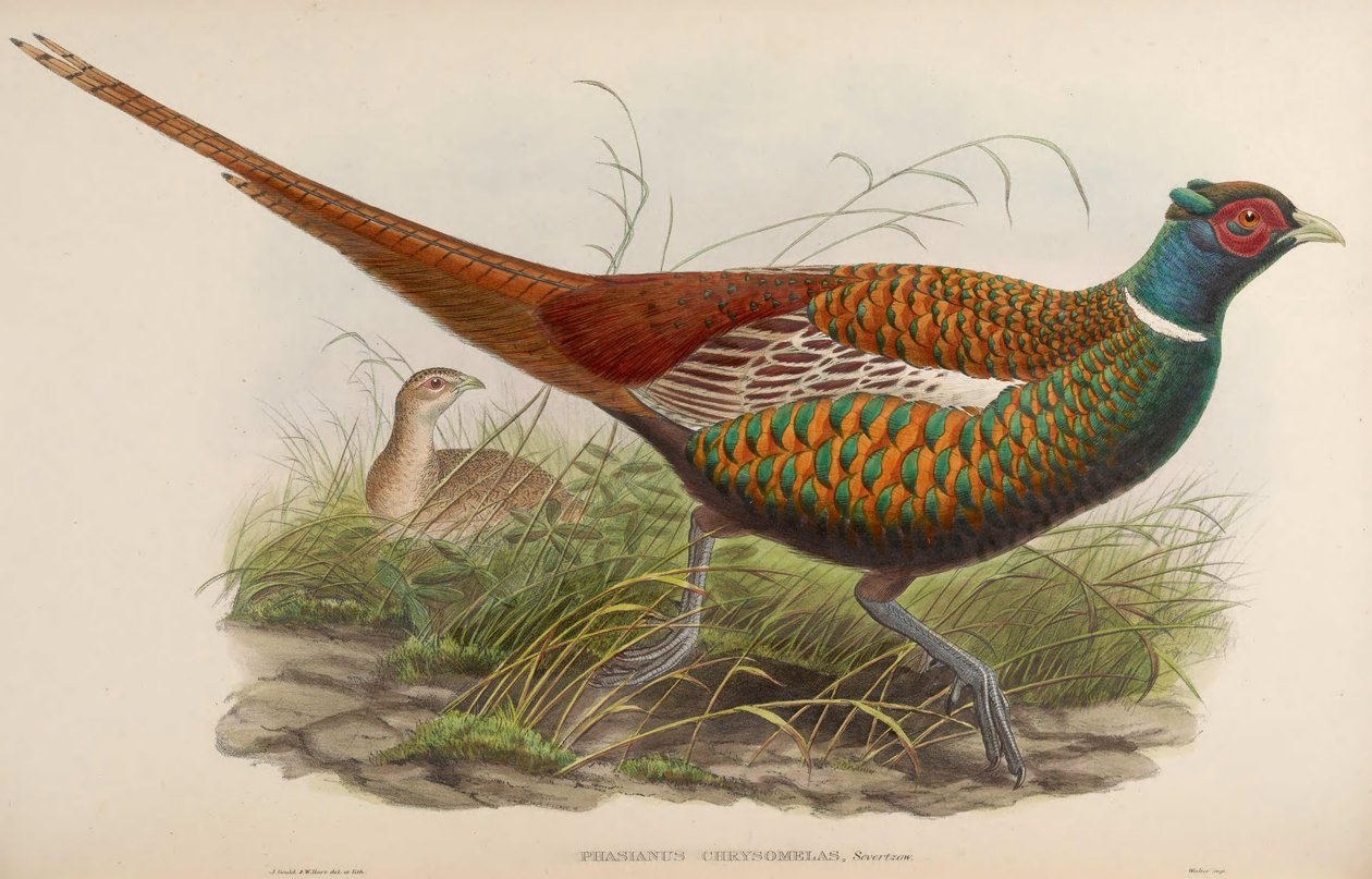 Phasianus chrysomelas = Phasianus colchicus chrysomelas autorstwa John Gould