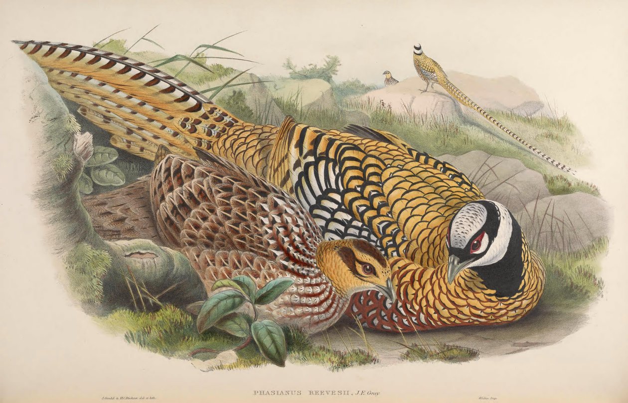 Phasianus reevesii autorstwa John Gould