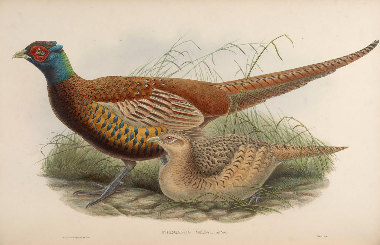 Phasianus shawii = Phasianus colchicus shawii autorstwa John Gould