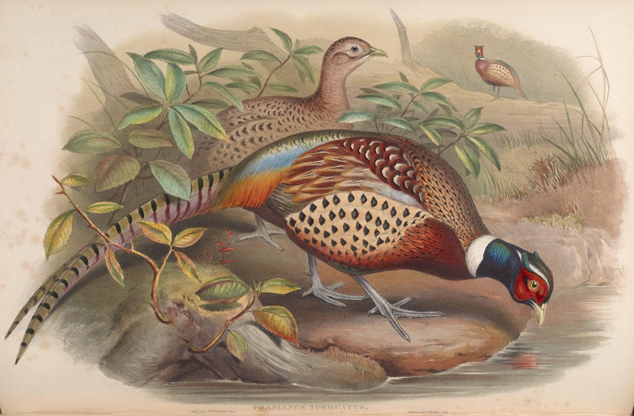 Phasianus torquatus = Phasianus colchicus autorstwa John Gould