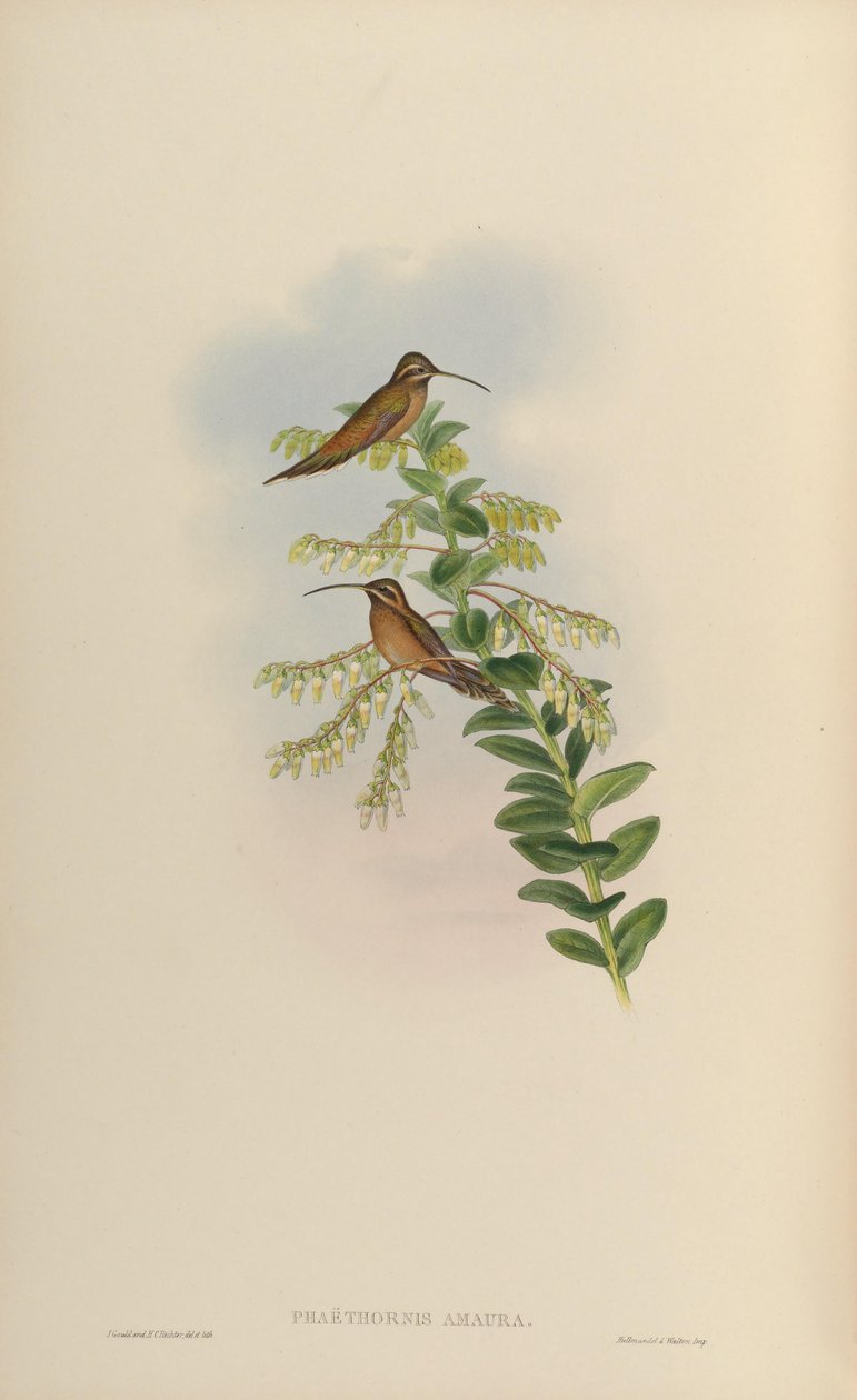 Phaëthornis amaura = Phaethornis striigularis striigularis autorstwa John Gould