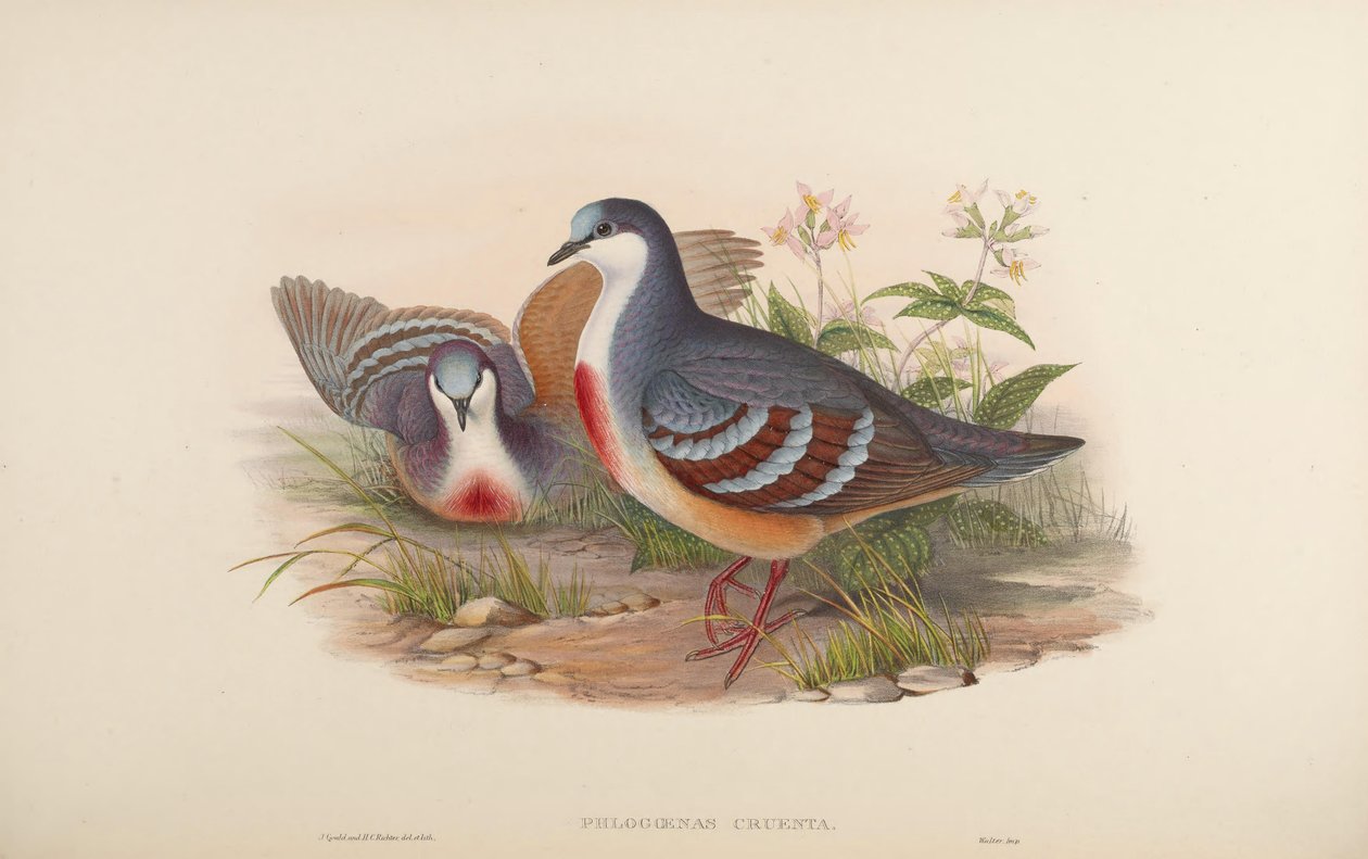 Phlogoenas cruenta = Gallicolumba luzonica autorstwa John Gould