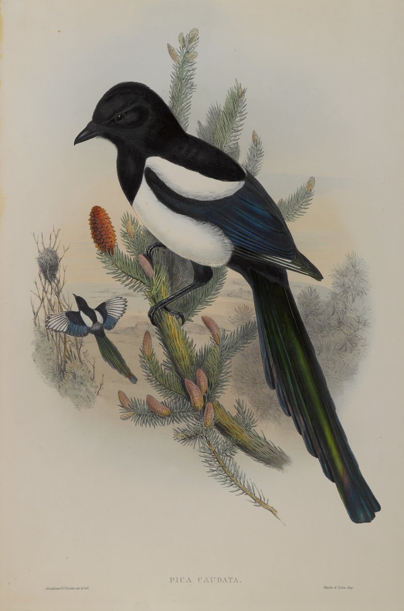 Pica Caudata - Sroka autorstwa John Gould