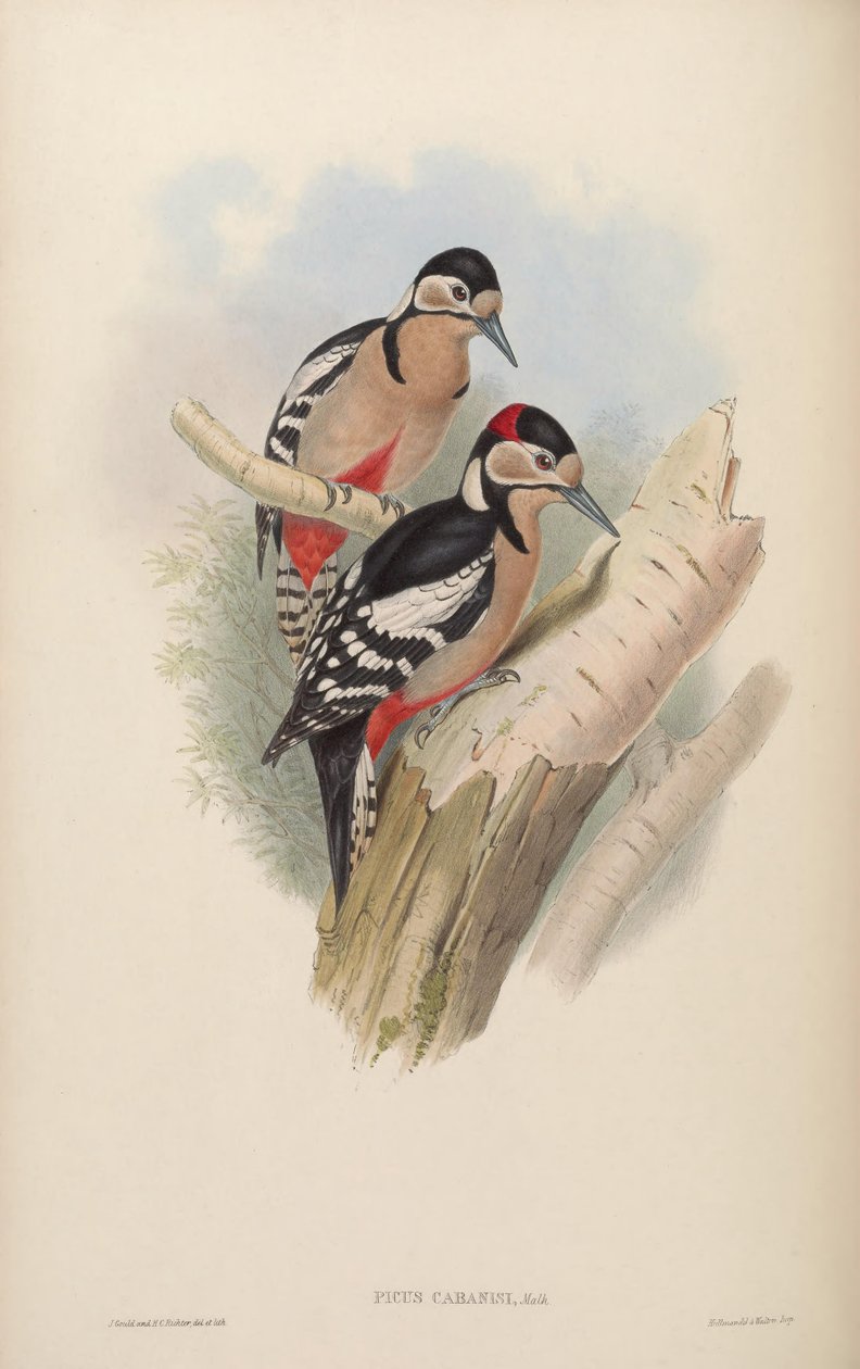 Picus cabanisi = Dendrocopos major cabanisi autorstwa John Gould