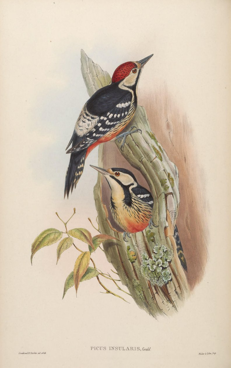 Picus insularis Gould, 1863 = Dendrocopos leucotos insularis. Tajwan autorstwa John Gould