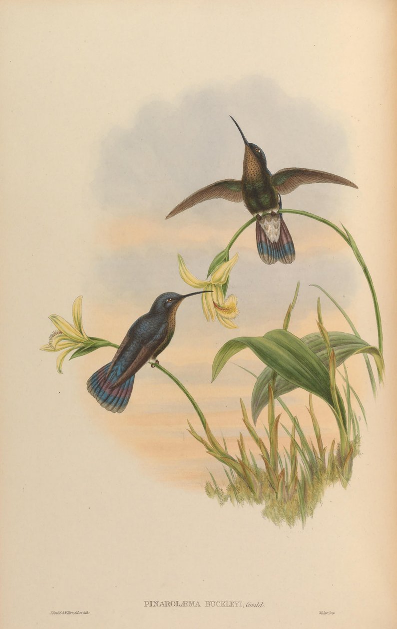 Pinarolaema buckleyi = miganie Colibri autorstwa John Gould