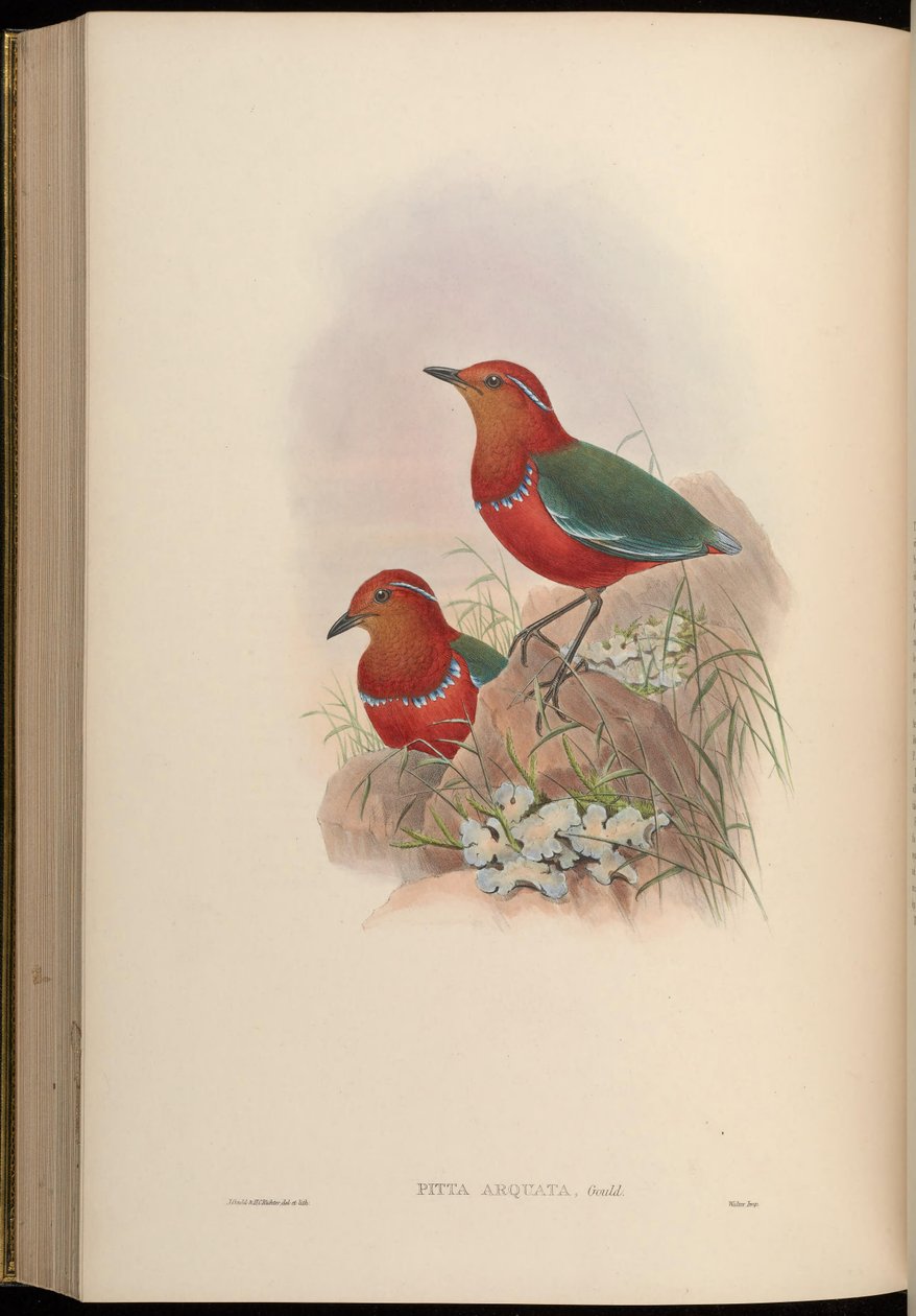 Pitta arquata = Erythropitta arquata autorstwa John Gould
