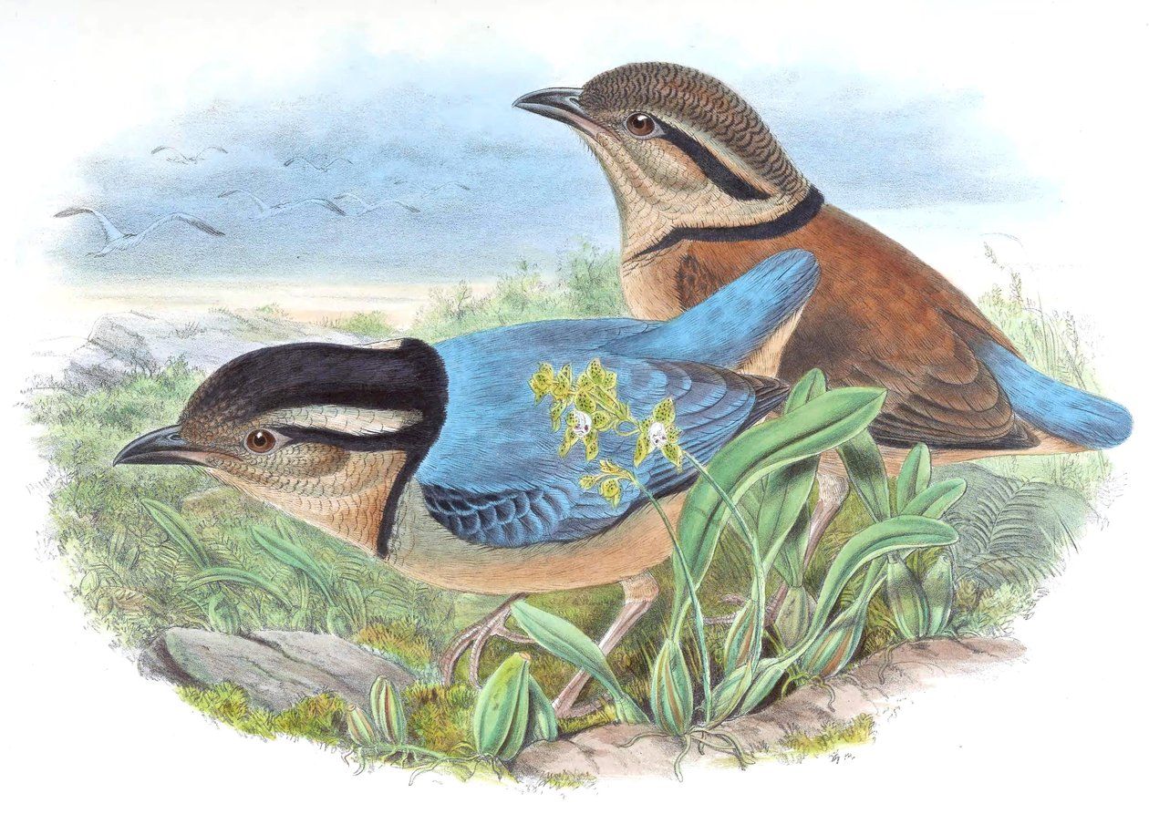 Pitta caerulea = Hydrornis caeruleus autorstwa John Gould