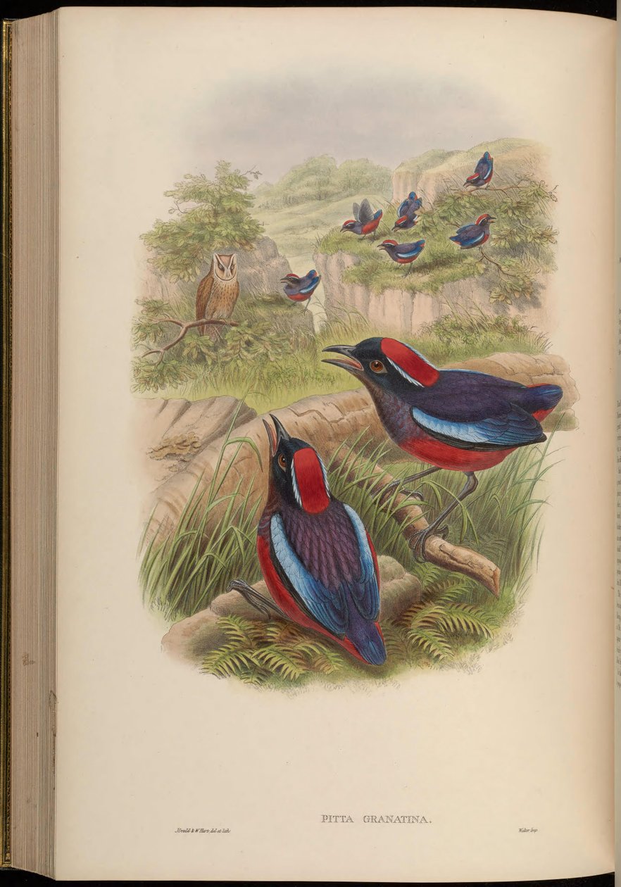 Pitta granatina = Erythropitta granatina granatina autorstwa John Gould