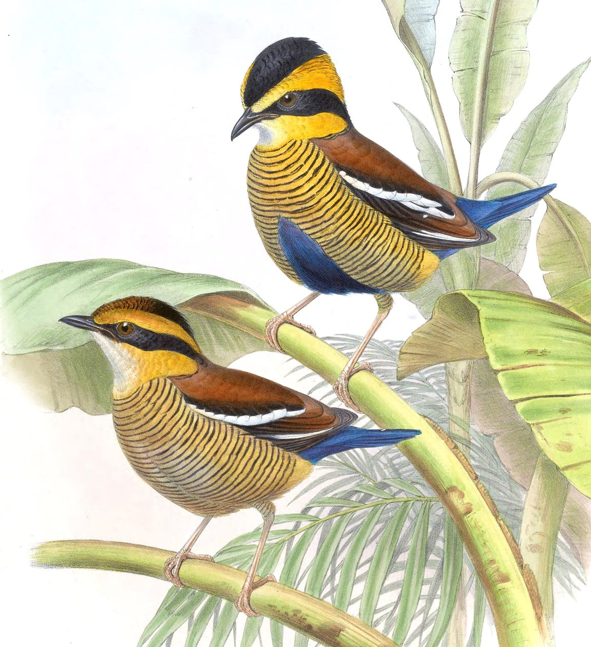 Pitta schwaneri = Hydrornis schwaneri autorstwa John Gould