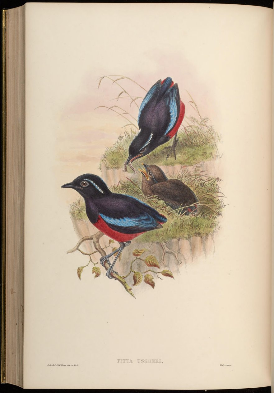Pitta ussheri = Erythropitta ussheri autorstwa John Gould