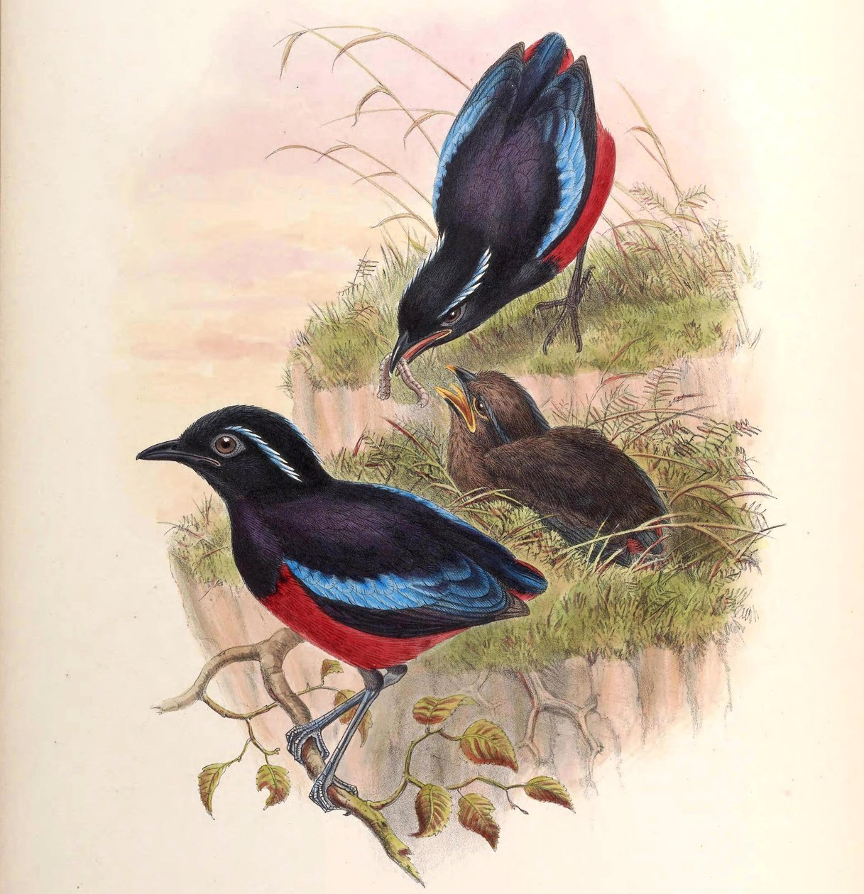 Pitta ussheri = Erythropitta ussheri autorstwa John Gould