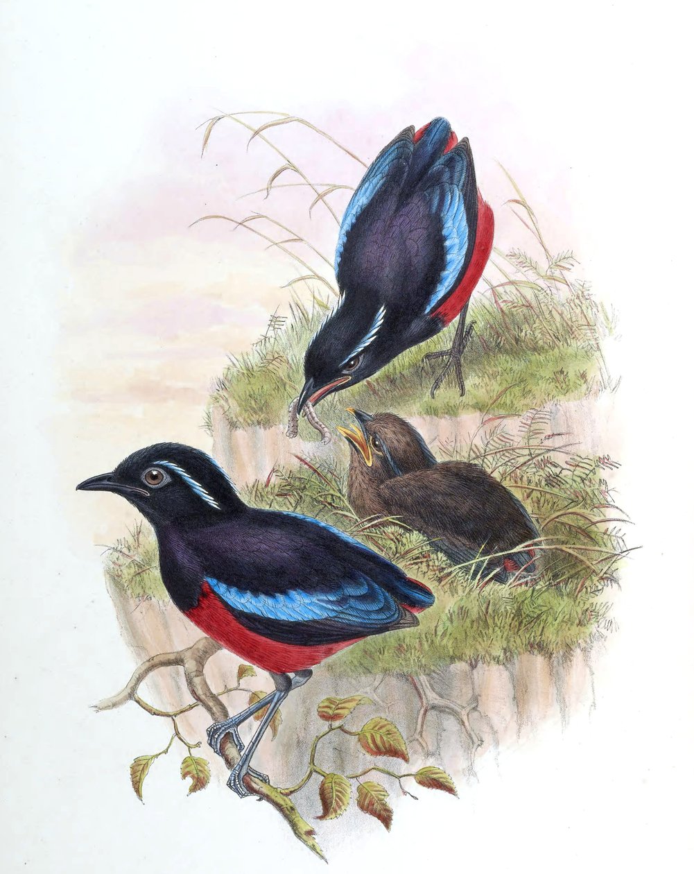 Pitta ussheri = Erythropitta ussheri autorstwa John Gould