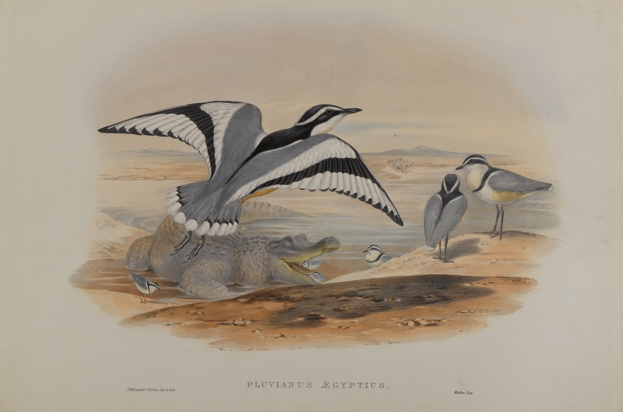 Pluwiusz Egipcjanin autorstwa John Gould