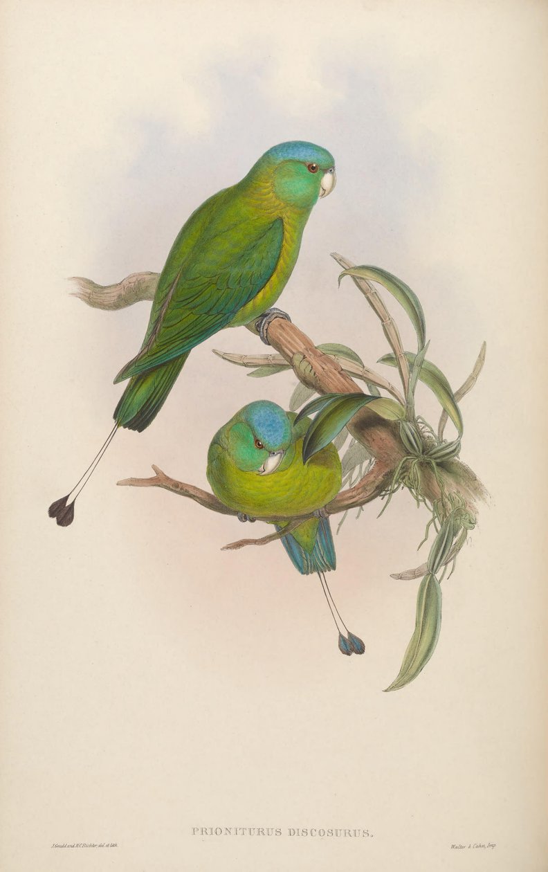 Prioniurus discurus autorstwa John Gould