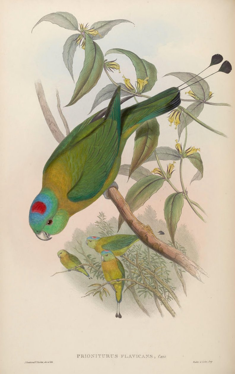 Prioniurus flavicans autorstwa John Gould