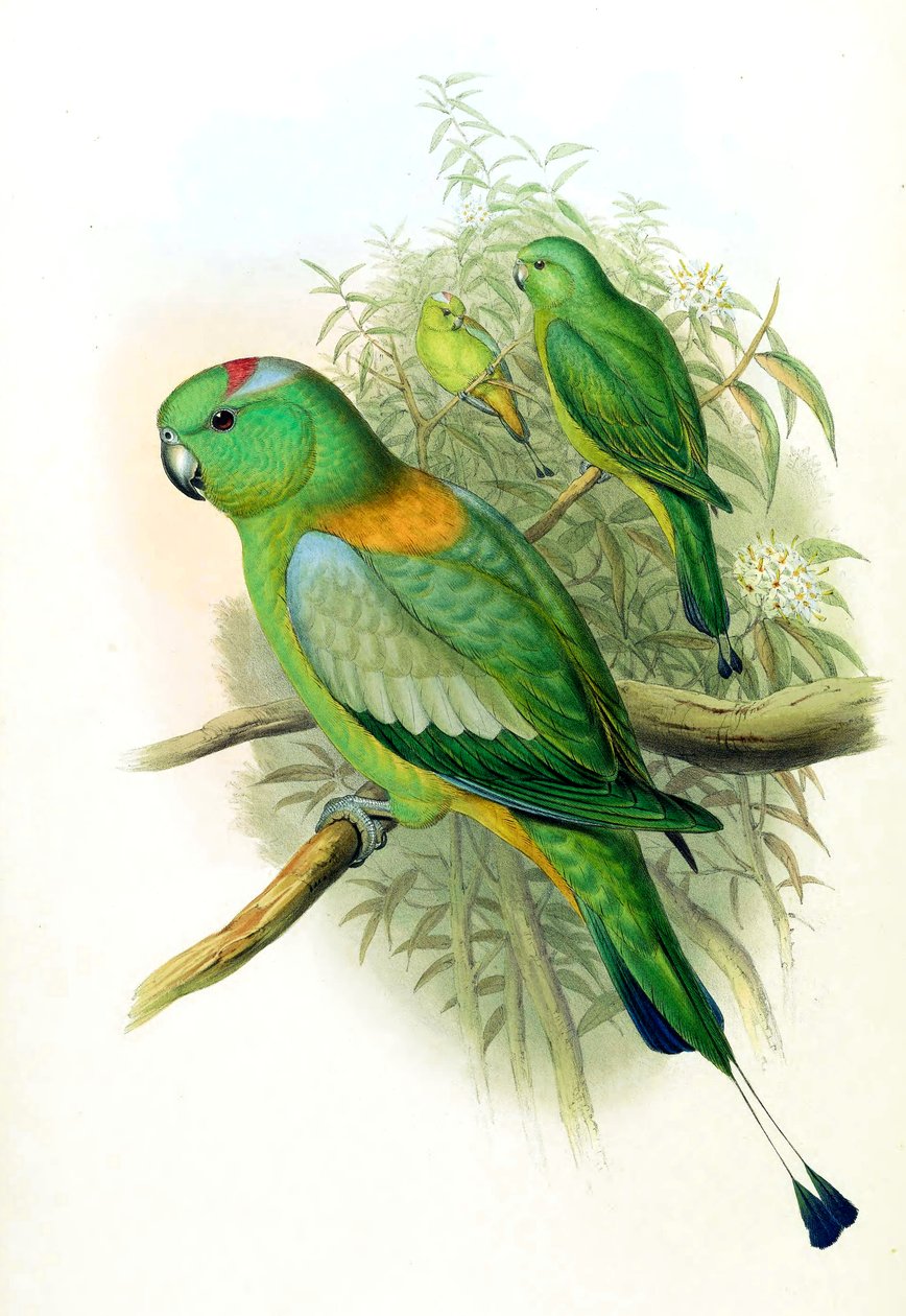 Prioniurus setarius = Prioniturus platus autorstwa John Gould